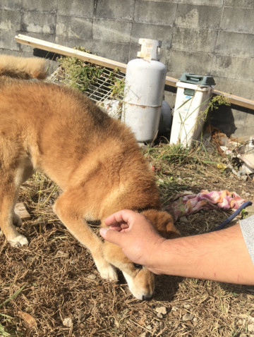 お施主さん愛犬